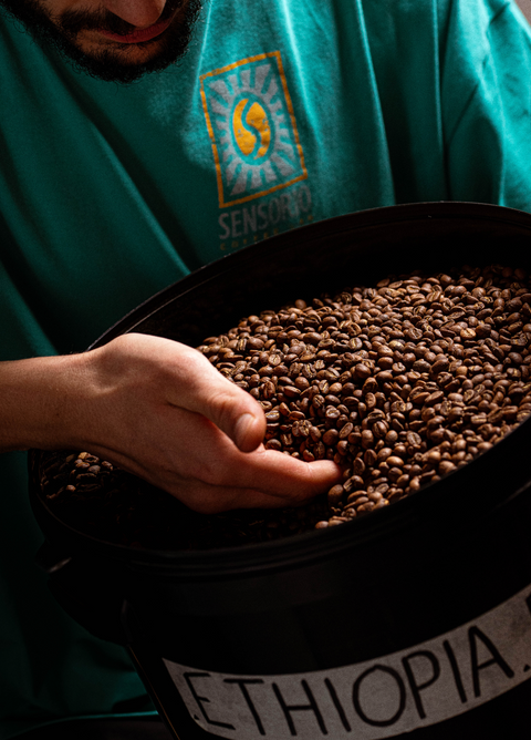 Come il terroir influisce sul sapore del Caffè Specialty